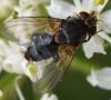 Actia sp.